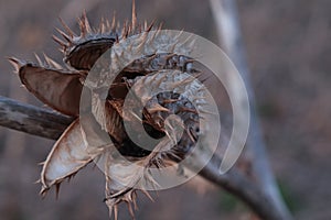 Side front view of mature opened and dried seed pod of hallucinogen Jimsonweed plant, latin name Datura Stramonium