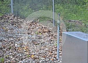 Side Frontal View of a Rabbit on the Side of a Chain Link Fence