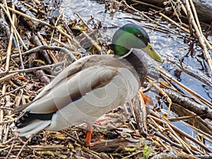 Side full length male mallard duck