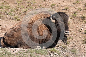 Side glance by a buffalo