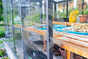 Side of glass greenhouse where gardening hobbyist is drying flower seeds to save for the next gardening season