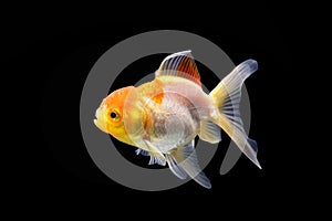 Side goldfish picture. Goldfish isolated on black background. Goldenfish isolated on black background. Thailand