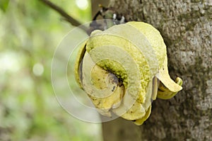 Side Of Graviola Blossom