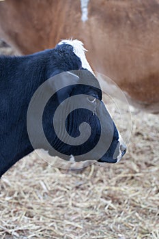 Side head shot of a dairy cow on a farm