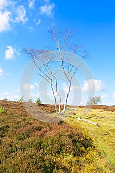 A lone Silver Birch on Stanton Moor under a summer sky