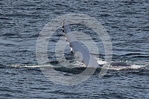 Side of the Humpback whale with flippers