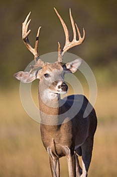 Side kicker on whitetail buck photo