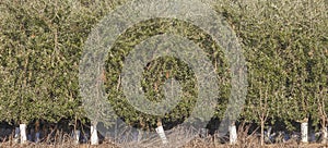 Side line of Intensive olive trees plantation