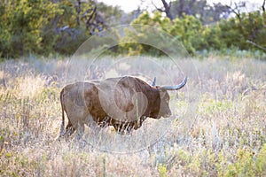 Side lit longhorn bull in prairie