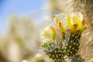 Side lite view of the flower of the cholla cactus Cylindropuntia bigelovii in the Sonoran Desert