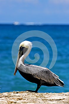 Side of little white black pelican photo