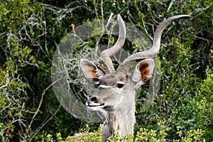 This Side Look - Greater Kudu - Tragelaphus strepsiceros