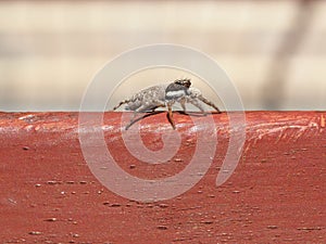 side macro view of spider (arachnide