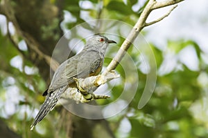 Side of Male Plaintive Cuckoo(