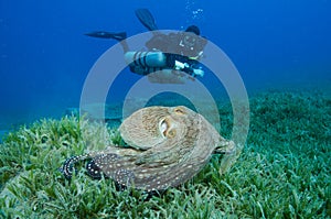Side mount scuba diver with multiple scuba tanks