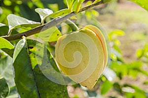 Side Of Mountain Soursop Blossom