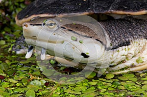 Side-necked turtle