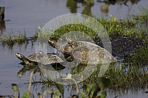 Side-Necked Turtle, podocnemis vogli, Group standing in Swamp, Los Lianos in Venezuela
