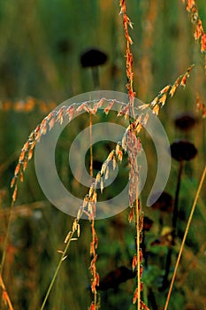 Side-oats Grama   52210