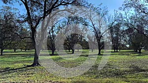 Side pan of a pecan tree orchard plantation