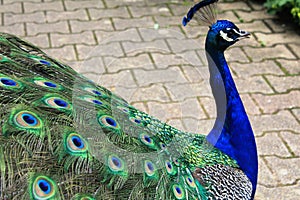 From the side, peacock with the open tail and big blue-green eyespot - blue, green