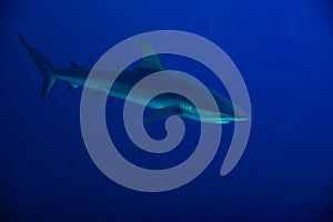 Side photo of Galapagos or requiem shark over blue