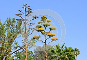 Side Point of view of a century flower