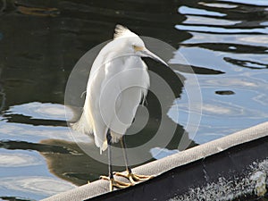 A side point of view of a snowy egret on water