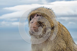 Side Portrail of  a serious looking Gibraltar Barbary Ape