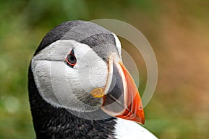 Side portrait of an Altantic Puffin in Iceland