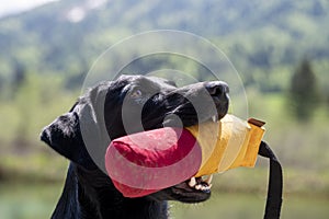 Side portrait of a beautiful black purebred labrador retriever dog holding a dummy