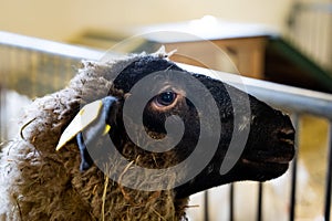 Side portrait of a black Faced sheep inside barn, shed