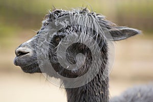 Side portrait of a black Suri alpaca with crinkled coat hair