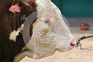 Side portrait of breeding bull