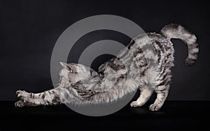 Side Portrait British Shorthair Cat, stretching on black