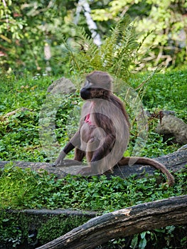 Side portrait of a brown hairy monkey outdoors on a fallen dry tree