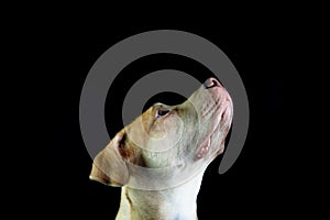 Side portrait brown Pit bull dog looking up on black background