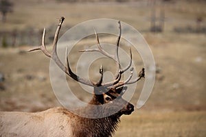 Side portrait of a bull elk with beautiful antlers