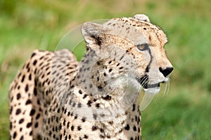 Side Portrait of Cheetah Against Grass