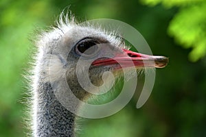 Side portrait of a common ostrich male