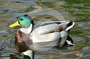 Side portrait of duck