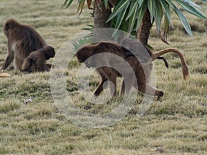 Side on portrait of Gelada Monkey Theropithecus gelada baby hanging on top mother Semien Mountains Ethiopia