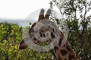 Side portrait of a giraffe - Masaai Mara Reserve