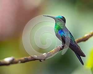 Side portrait of a green and purple hummingbird on a branch