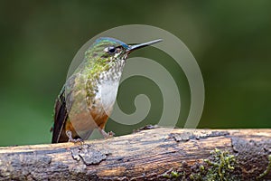 Side portrait of a hummingbird on a tree trunk