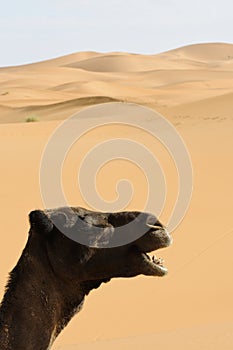 Side portrait of a laughing camel
