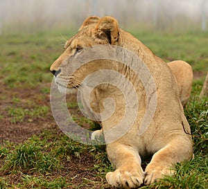 Side portrait of lioness