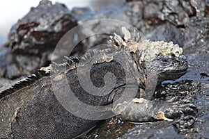 Side on portrait of Marine Iguana Amblyrhynchus cristatus laying on water covered rocks Galapagos Islands