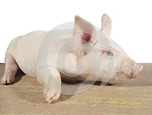 Side portrait of piglet