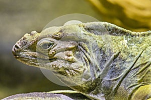 Side portrait of a Rhinoceros Iguana